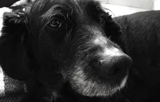 梅西科、埃卡泰佩克·德莫雷洛斯、黑白、宠物、狗、拉布拉多、马斯科塔、佩罗