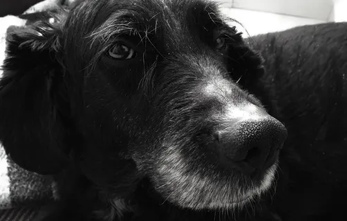 梅西科、埃卡泰佩克·德莫雷洛斯、黑白、宠物、狗、拉布拉多、马斯科塔、佩罗 梅西科、埃卡泰佩克·德莫雷洛斯、黑白、宠物、狗、拉布拉多、马斯科塔、佩罗