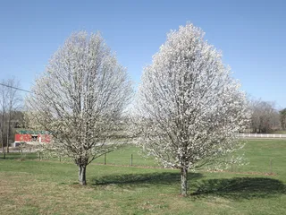 春天，开花，开花，自然，春天的花朵，白色，开花，开花