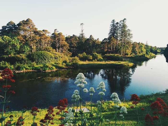 花，风景，自然，户外，平静，倒影，河流，风景