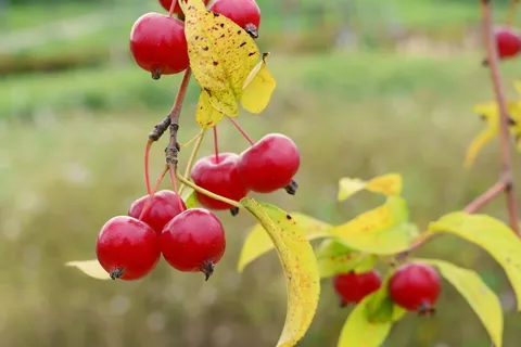 苹果宝贝,花苹果,苹果,迷你苹果,木材,秋天,粘贴,红色 苹果宝贝,花苹果,苹果,迷你苹果,木材,秋天,粘贴,红色
