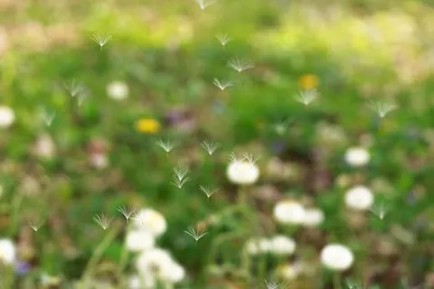 加拿大，安大略省，森林，树叶，蒲公英，花朵，白色，蓬松