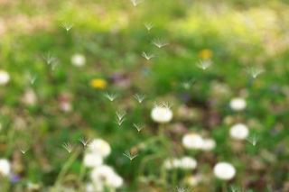 加拿大，安大略省，森林，树叶，蒲公英，花朵，白色，蓬松