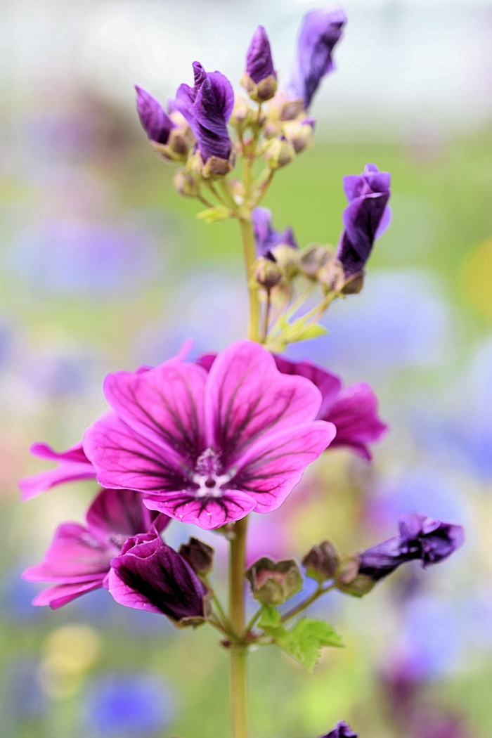 紫色，花，植物，茎，花瓣，草地，花园，芽