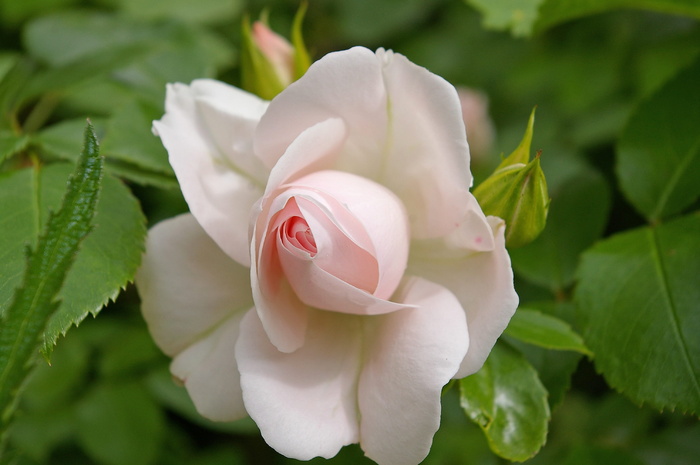 嫩、软、粉红、玫瑰、杨梅、软粉红、白色、花朵