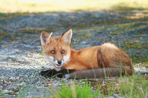 fuchs，野生动物，野生动物摄影，一只动物，狐狸，野生动物动物，野生中的动物，肖像
