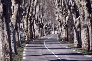 绿树成荫，树木，道路，铺砌，道路，驾驶，旅行，心情