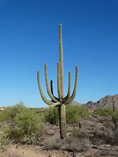 萨瓜罗,沙漠,索诺兰,亚利桑那州,仙人掌,西南部,干旱,凤凰城 萨瓜罗,沙漠,索诺兰,亚利桑那州,仙人掌,西南部,干旱,凤凰城