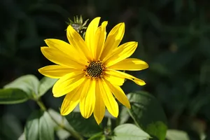 花，黄色，花园，苏珊，黑眼苏珊，开花植物，花瓣，花头