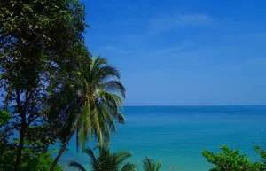 树木，旁边，平静，大海，白天，夏天，自然，热带