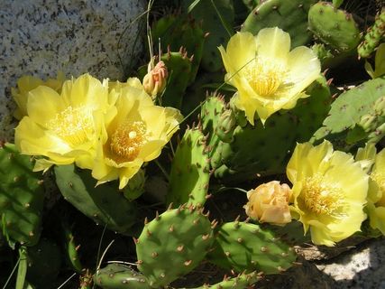 花，黄花，刺梨，刺梨花，花园，植物，开花植物，脆弱性