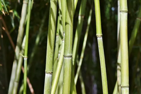 精选,聚焦摄影,竹子植物,竹子,竹林,巨竹,竹子植物,植物 精选,聚焦摄影,竹子植物,竹子,竹林,巨竹,竹子植物,植物