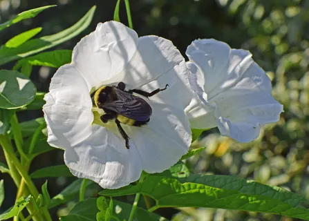 大黄蜂，牵牛花，昆虫，牵牛花中的大黄蜂，传粉者，动物，野花，花