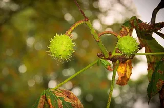 栗子，水果，未成熟，pieksig，水果，植物，植物部分，自然美