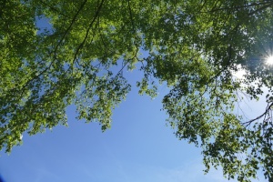 巴德萨克萨、桦树、自然、风景、田园诗、浪漫、天空、蓝色