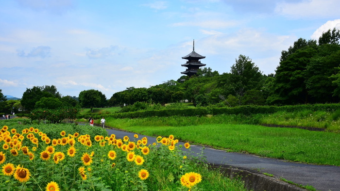 向日葵、五层宝塔、自然、植物、生长、花朵、开花植物、大自然之美