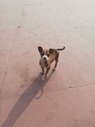 皮带，宠物，狗，哺乳动物，地板，无名路，新德里，皮带