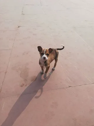 皮带，宠物，狗，哺乳动物，地板，无名路，新德里，皮带