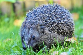 刺猬，刺，汉娜，觅食，夜间活动，可爱，动物，多刺