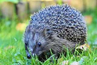 刺猬，刺，汉娜，觅食，夜间活动，可爱，动物，多刺
