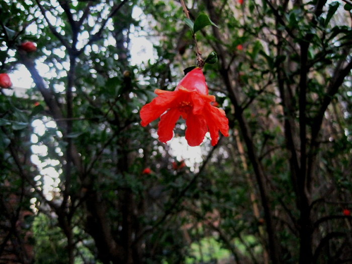 树，石榴，花，石榴，花，橙红色，单个，明亮，花园