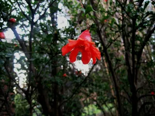 树，石榴，花，石榴，花，橙红色，单个，明亮，花园