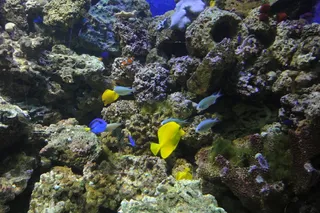 黄色外科医生, 苦参, 异国情调的鱼, 黄色, 水族馆, 海, 水下, 野生动物