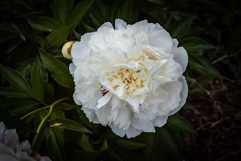 牡丹，月季，白，花，春天，开花植物，自然之美，花瓣