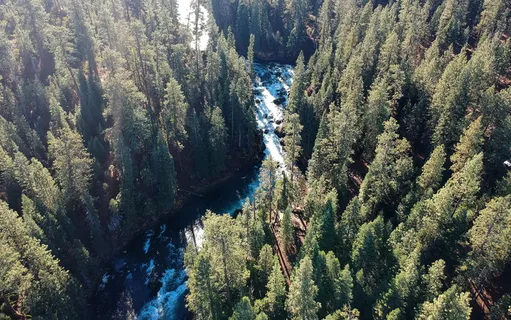 松树的区域摄影