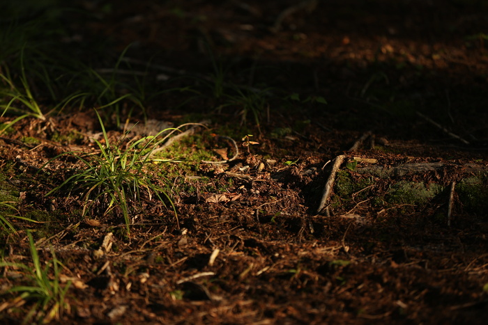 kettunen 中心, 塔斯汀, 密歇根州, 污垢, 线索, 魔法屋, 斑驳的光, 森林