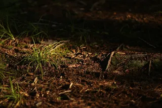 kettunen 中心, 塔斯汀, 密歇根州, 污垢, 线索, 魔法屋, 斑驳的光, 森林