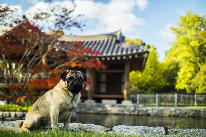 成年小鹿哈巴狗、坐姿、草地、户外、动物、狗、牛头犬、水