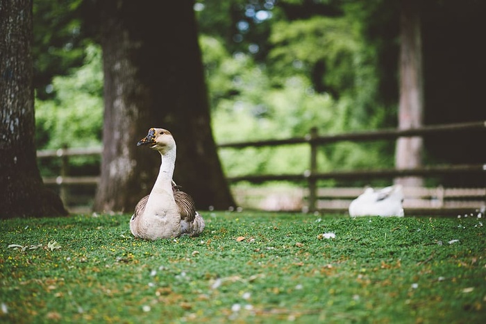 白色和棕色的鹅坐在草地上