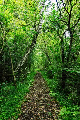 森林小径，孤独，安静，小径，远足，田园，小径，孤独