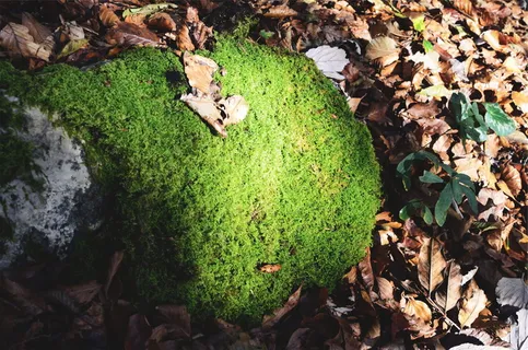苔藓,叶子,叶子,植物部分,绿色,自然,植物,白天 苔藓,叶子,叶子,植物部分,绿色,自然,植物,白天