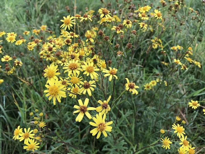 花，玫瑰，植物，五颜六色，绿色，森林，湖泊，海洋