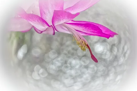 花,植物,开花植物,自然之美,粉红色,脆弱,新鲜,自然 花,植物,开花植物,自然之美,粉红色,脆弱,新鲜,自然