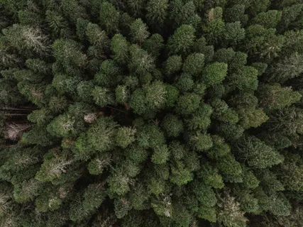 白天的绿叶树 白天的绿叶树