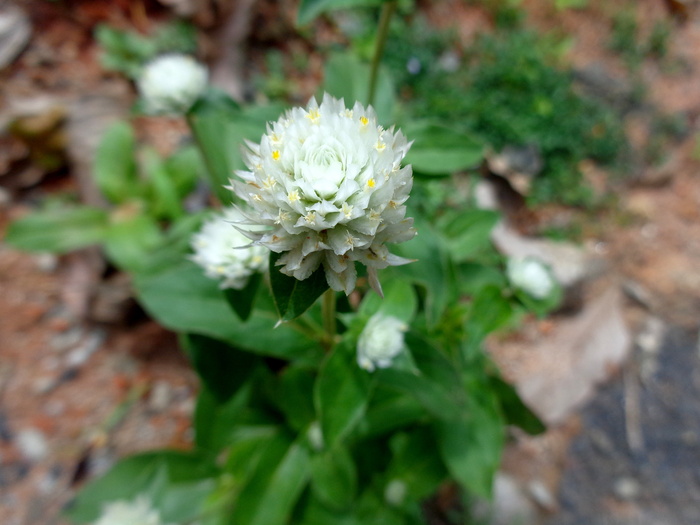 gomphrena，花，白色，球形，植物，苋菜，自然，明亮