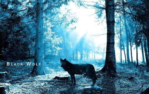 黑色，狼，森林，树木，噩梦，恐怖，黑狼，动物主题