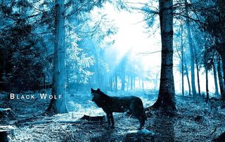 黑色，狼，森林，树木，噩梦，恐怖，黑狼，动物主题