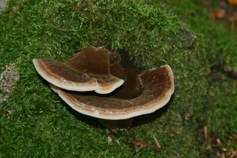 蘑菇，轮毂，自然，森林，绿色，木材轮毂，苔藓，植物