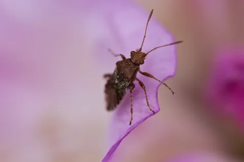 甲虫, 感染, 花瓣, 宏, 动物主题, 一种动物, 动物, 昆虫 甲虫, 感染, 花瓣, 宏, 动物主题, 一种动物, 动物, 昆虫