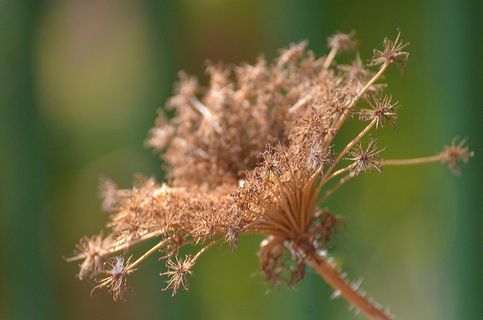 自然，植物，花朵，特写，树叶，夏天，户外，草