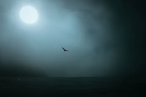 美国,海滩,鸟,太阳,海洋,海滩,雾,达纳角 美国,海滩,鸟,太阳,海洋,海滩,雾,达纳角