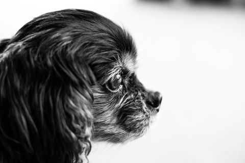 猎犬，狗，动物，可卡猎犬，哺乳动物，宠物，小狗，骑士查尔斯国王猎犬