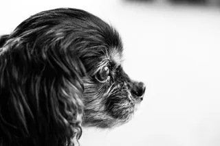 猎犬，狗，动物，可卡猎犬，哺乳动物，宠物，小狗，骑士查尔斯国王猎犬