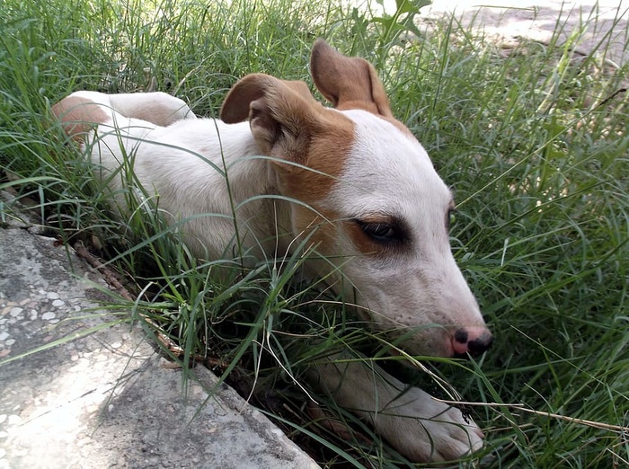 阳光明媚的日子里，一只可爱的小狗独自坐着