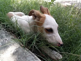 阳光明媚的日子里，一只可爱的小狗独自坐着