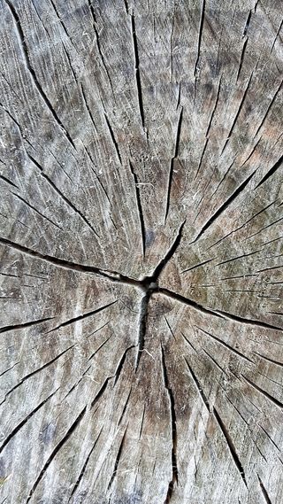 木材、节点、纹理、植物、水果、桌子、全框架、背景